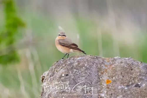 17 April 2025 : Rowrah, West Cumbria - Wheatear