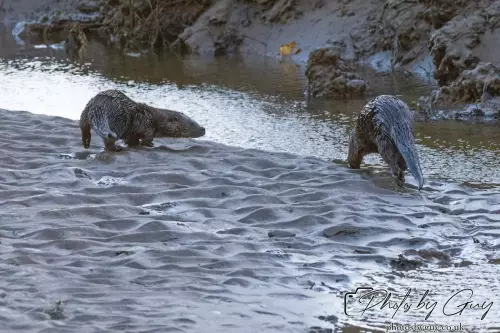 10 October 2024 : Esk River, West Cumbria : Mother Otter with her Cub at dawn