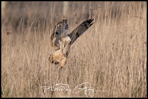 02 January 2025 : Short Eared Owl , Workington