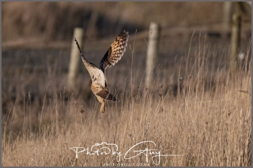 02 January 2025 : Short Eared Owl , Workington
