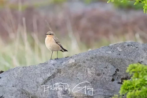 17 April 2025 : Rowrah, West Cumbria - Wheatear