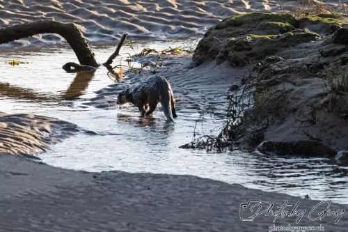 10 October 2024 : Esk River, West Cumbria : Mother Otter with her Cub at dawn