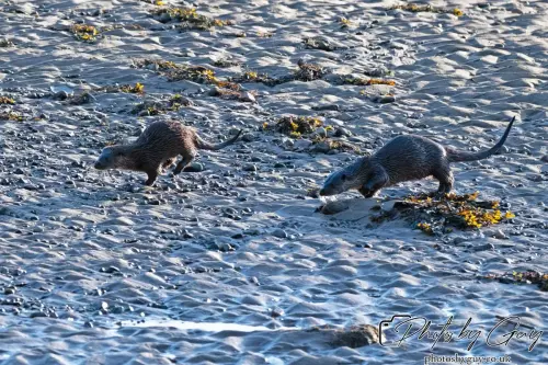 10 October 2024 : Esk River, West Cumbria : Mother Otter with her Cub at dawn