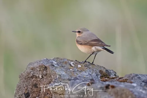 17 April 2025 : Rowrah, West Cumbria - Wheatear