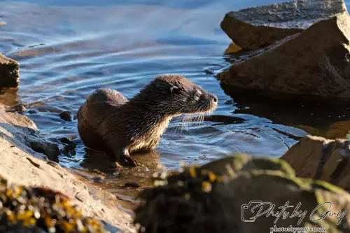 10 October 2024 : Esk River, West Cumbria : Mother Otter with her Cub at dawn