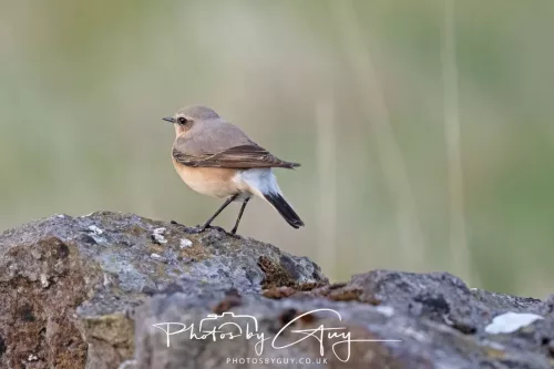 17 April 2025 : Rowrah, West Cumbria - Wheatear