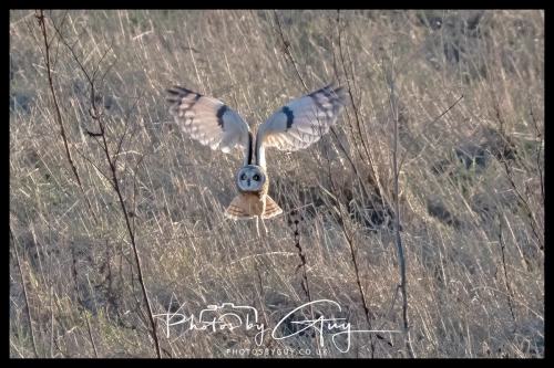 02 January 2025 : Short Eared Owl , Workington
