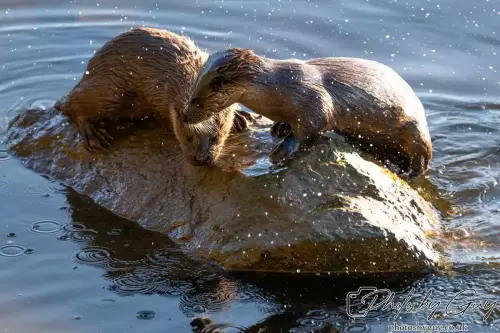 10 October 2024 : Esk River, West Cumbria : Mother Otter with her Cub at dawn
