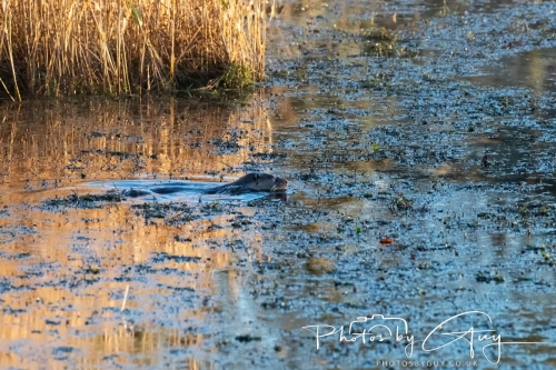 27 Nov 2024 : Cleator, West Cumbria : Female Otter hunting Eels