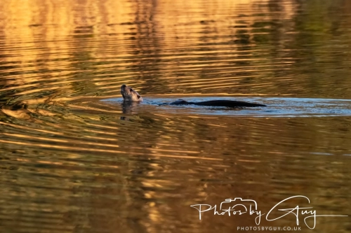 27 Nov 2024 : Cleator, West Cumbria : Female Otter hunting Eels