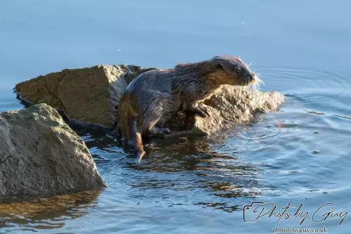10 October 2024 : Esk River, West Cumbria : Mother Otter with her Cub at dawn