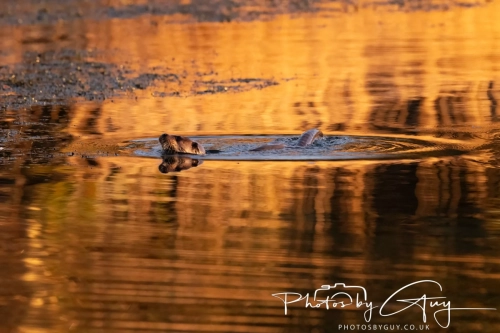 27 Nov 2024 : Cleator, West Cumbria : Female Otter hunting Eels