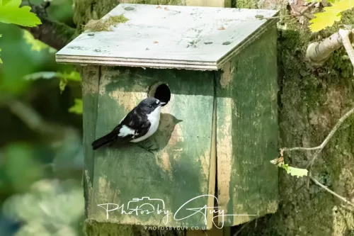 20 April 2025 Bassenthwaite lake area ,West Cumbria -Pied Flycatcher