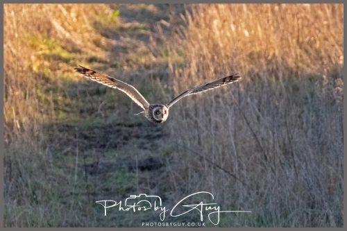02 January 2025 : Short Eared Owl , Workington