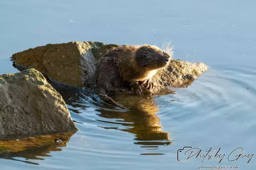 10 October 2024 : Esk River, West Cumbria : Mother Otter with her Cub at dawn