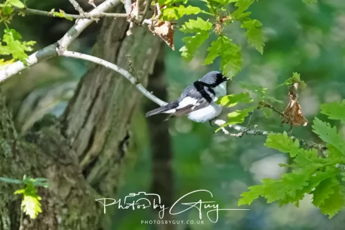 20 April 2025 Bassenthwaite lake area ,West Cumbria -Pied Flycatcher