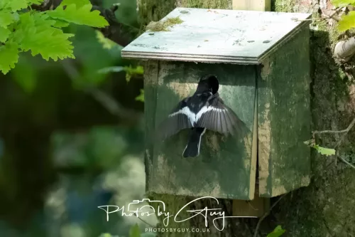 20 April 2025 Bassenthwaite lake area ,West Cumbria -Pied Flycatcher