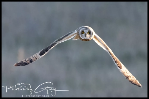02 January 2025 : Short Eared Owl , Workington