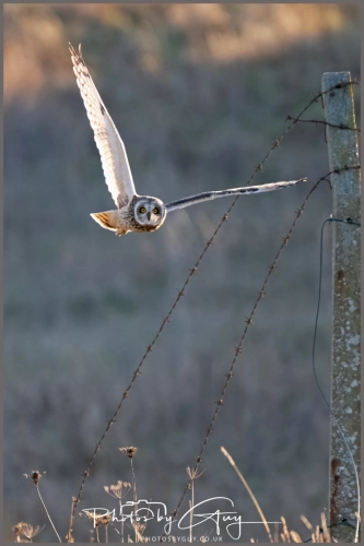 02 January 2025 : Short Eared Owl , Workington