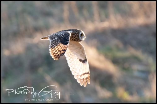 02 January 2025 : Short Eared Owl , Workington