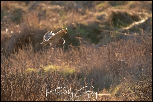 02 January 2025 : Short Eared Owl , Workington