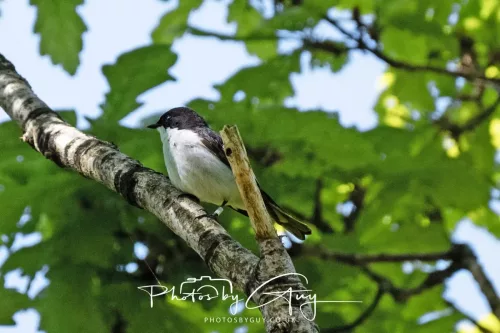20 April 2025 Bassenthwaite lake area ,West Cumbria -Pied Flycatcher