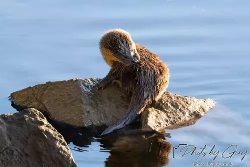 10 October 2024 : Esk River, West Cumbria : Mother Otter with her Cub at dawn