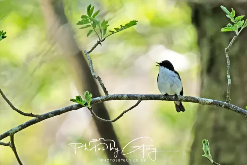 20 April 2025 Bassenthwaite lake area ,West Cumbria -Pied Flycatcher