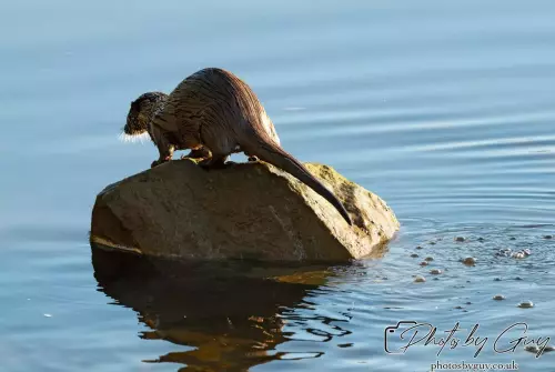 10 October 2024 : Esk River, West Cumbria : Mother Otter with her Cub at dawn