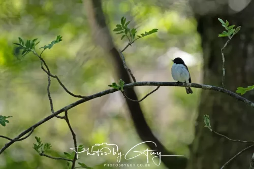 20 April 2025 Bassenthwaite lake area ,West Cumbria -Pied Flycatcher
