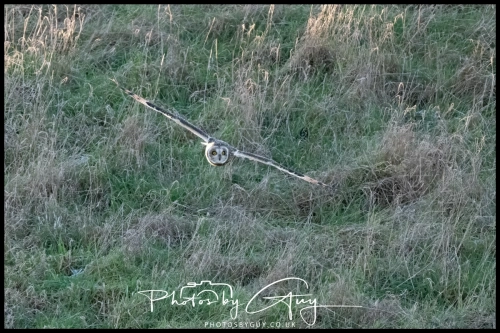02 January 2025 : Short Eared Owl , Workington