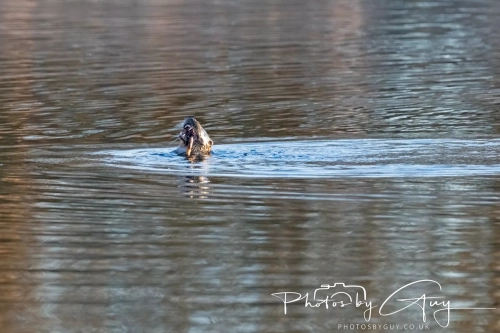 27 Nov 2024 : Cleator, West Cumbria : Female Otter hunting Eels