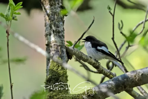 20 April 2025 Bassenthwaite lake area ,West Cumbria -Pied Flycatcher