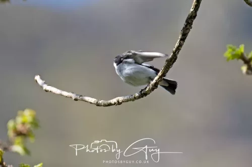 20 April 2025 : Bassenthwaite lake area ,West Cumbria - Pied Flycatcher
