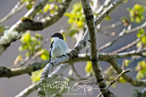 20 April 2025 : Bassenthwaite lake area ,West Cumbria - Pied Flycatcher