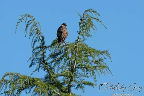 10 October 2024 : Esk River, West Cumbria : Buzzard in a tree