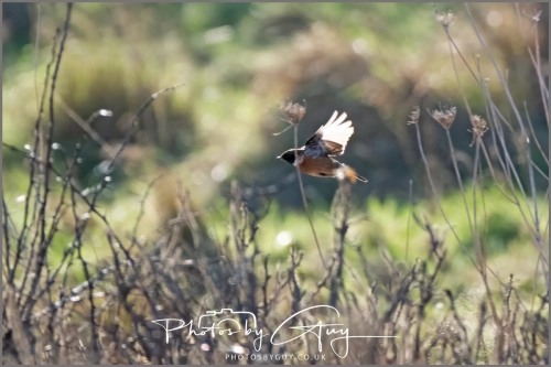 04 January 2025 : Stonechat , Workington