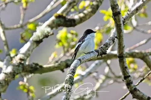 20 April 2025 : Bassenthwaite lake area ,West Cumbria - Pied Flycatcher