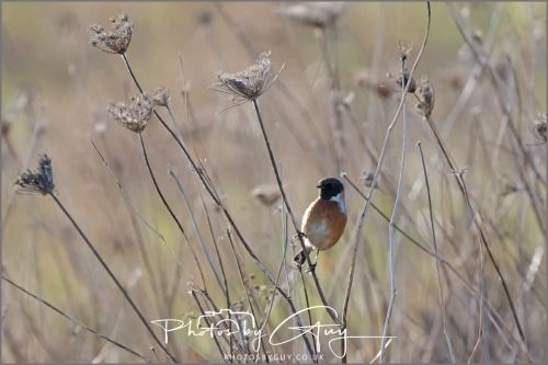 04 January 2025 : Stonechat , Workington