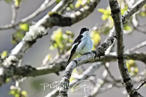 20 April 2025 : Bassenthwaite lake area ,West Cumbria - Pied Flycatcher