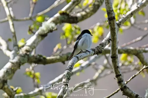 20 April 2025 : Bassenthwaite lake area ,West Cumbria - Pied Flycatcher