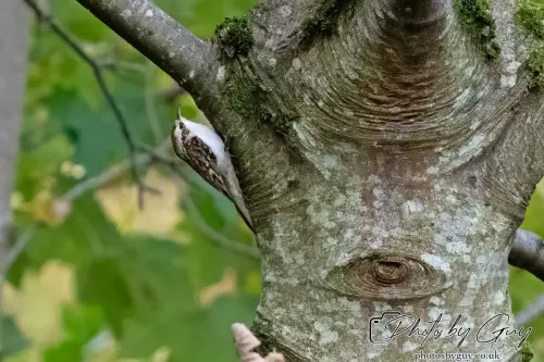12 October 2024 : Longlands Lake, Cleator, West Cumbria : Treecreeper