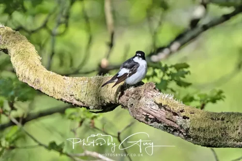 20 April 2025 : Bassenthwaite lake area ,West Cumbria - Pied Flycatcher