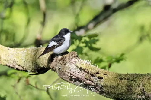 20 April 2025 : Bassenthwaite lake area ,West Cumbria - Pied Flycatcher