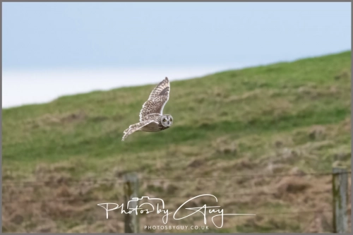 04 January 2025 : Short Eared Owl , Workington