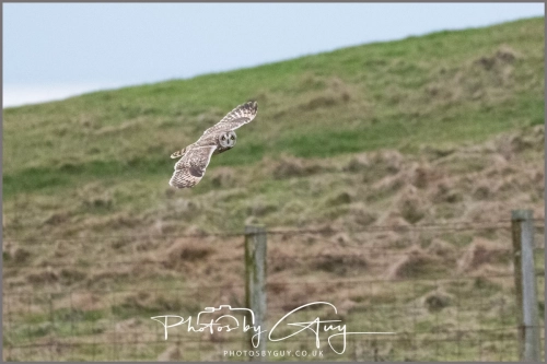 04 January 2025 : Short Eared Owl , Workington
