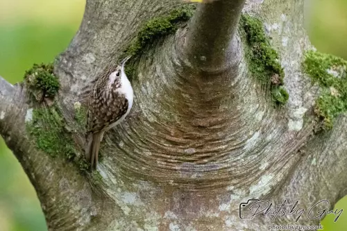 12 October 2024 : Longlands Lake, Cleator, West Cumbria : Treecreeper