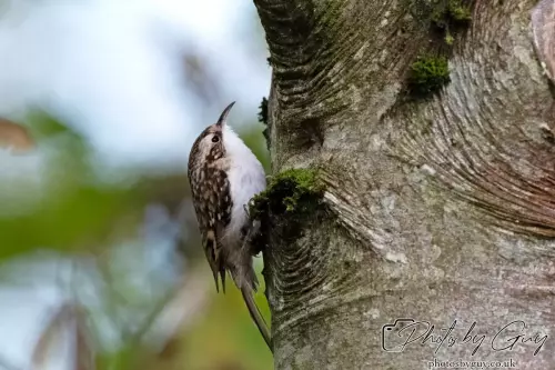 12 October 2024 : Longlands Lake, Cleator, West Cumbria : Treecreeper