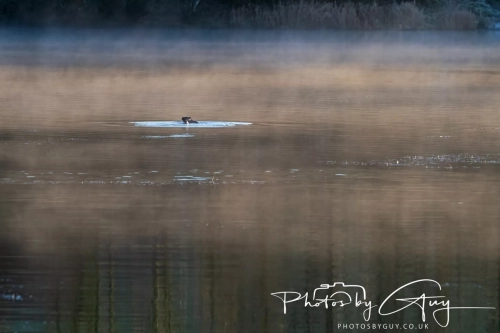 27 Nov 2024 : Cleator, West Cumbria : Female Otter hunting Eels