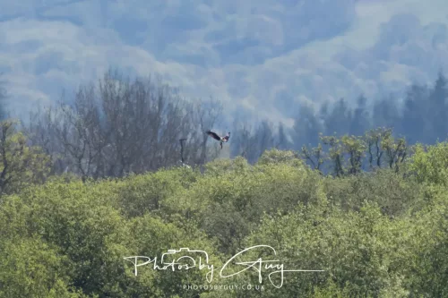 20 April 2025 : Bassenthwaite Lake area ,West Cumbria - Osprey